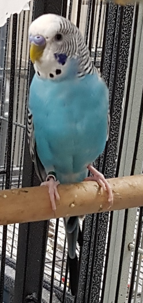 budgies for adoption