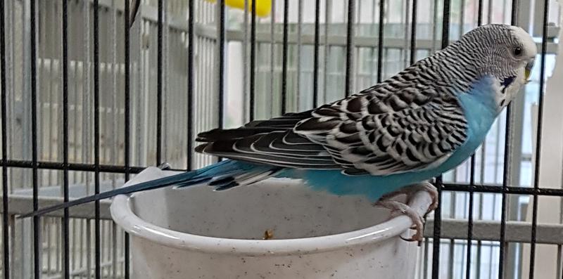 budgies for adoption