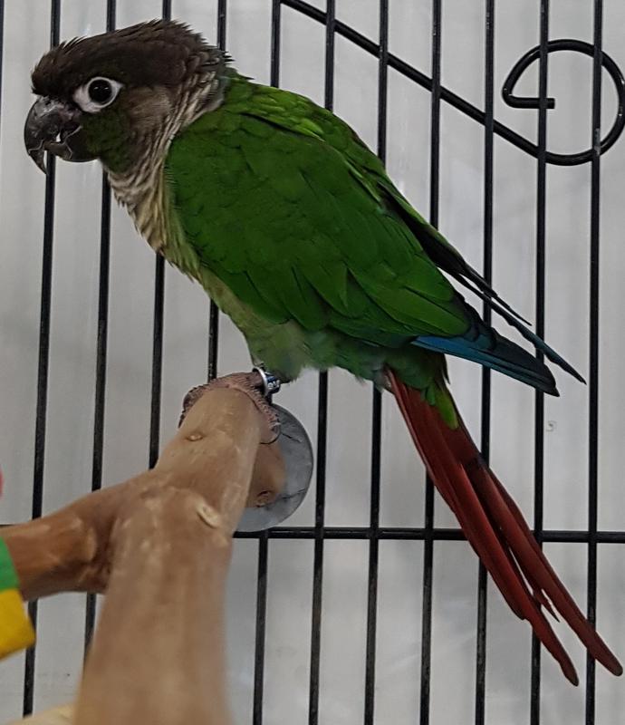 birds for adoption in indiana