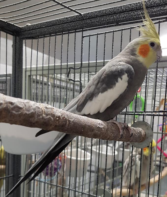 Cockatiels-for-Adoption