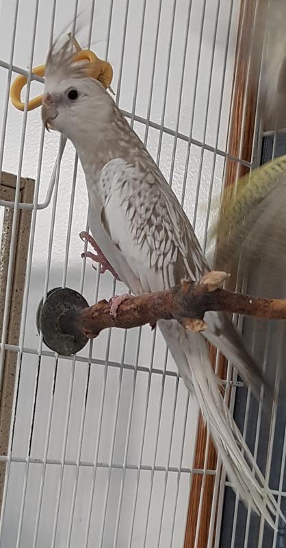 cockatiels for adoption near me cockatiels for adoption near me