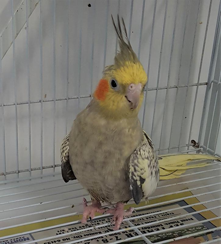 cockatiel rescues near me