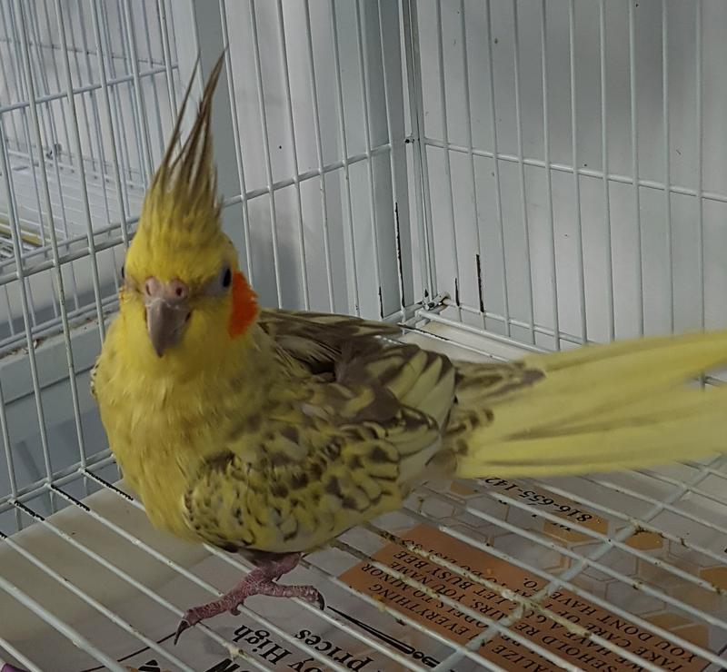 Cockatiels-for-Adoption