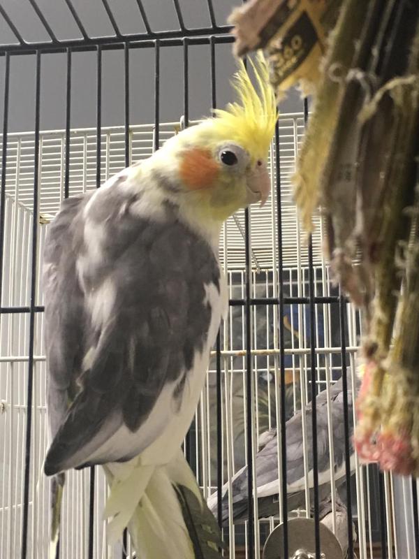 Cockatiels-for-Adoption