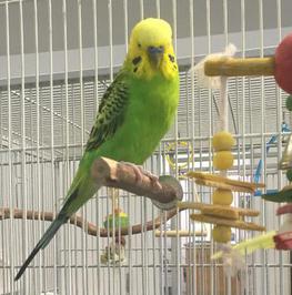 budgies for adoption