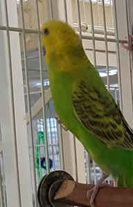 budgies for adoption