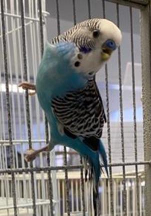 Budgies for Adoption