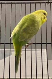 budgies for adoption