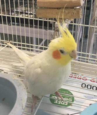 cockatiels for adoption near me